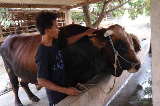 Penampakan Sapi Limosin yang Dibeli Jokowi Buat Kurban