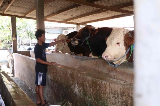 Penampakan Sapi Limosin yang Dibeli Jokowi Buat Kurban