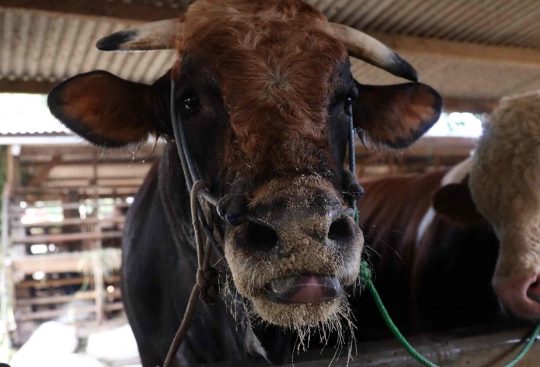 Penampakan Sapi Limosin yang Dibeli Jokowi Buat Kurban