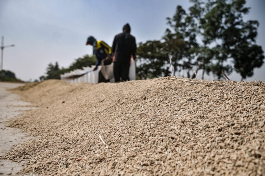 Stok Beras Nasional di Tengah Pandemi