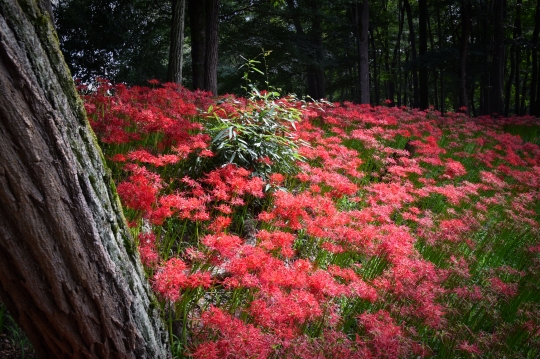 Indahnya Lautan Merah Bunga Kematian Spider Lily di Kinchakuda, Jepang