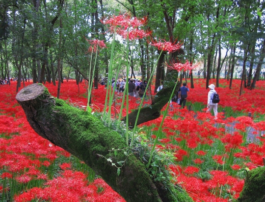 Indahnya Lautan Merah Bunga Kematian Spider Lily di Kinchakuda, Jepang