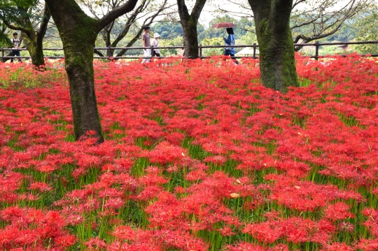 Indahnya Lautan Merah Bunga Kematian Spider Lily di Kinchakuda, Jepang