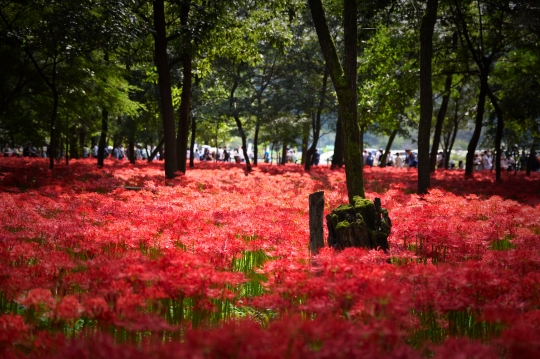 Indahnya Lautan Merah Bunga Kematian Spider Lily di Kinchakuda, Jepang