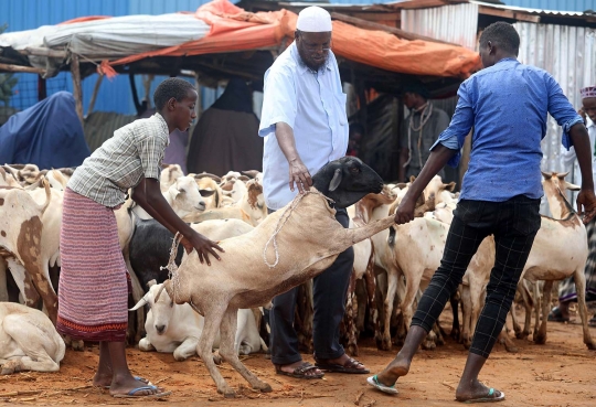 Menengok Kesibukan Pasar Hewan Somalia Jelang Idul Adha