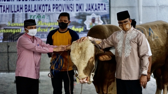 Melihat Sapi Limosin Sumbangan Anies Baswedan dan Riza Patria