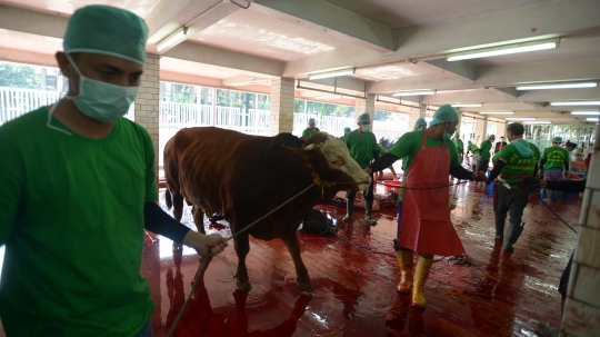 Pemotongan Hewan Kurban dengan Protokol Kesehatan di Masjid Istiqlal