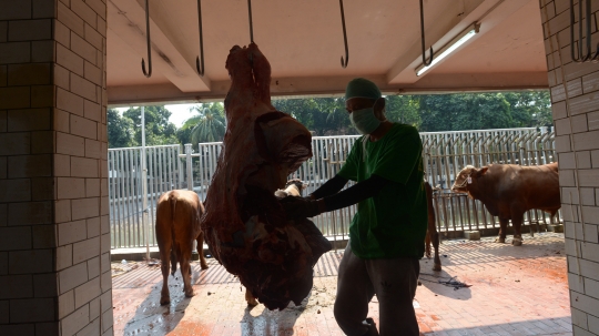 Pemotongan Hewan Kurban dengan Protokol Kesehatan di Masjid Istiqlal