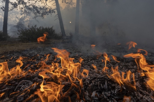 Bak Gunung Meletus, Begini Kondisi Kebakaran Hutan di Amerika Serikat
