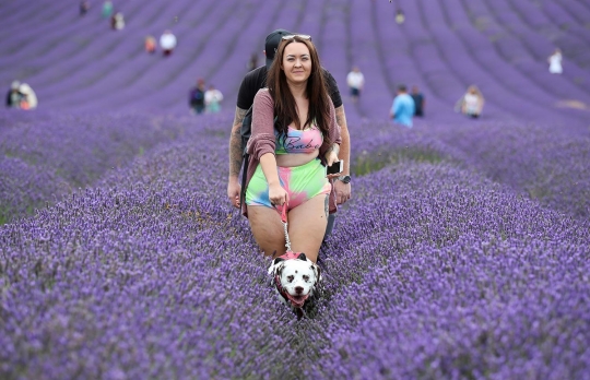 Menikmati Keindahan Hamparan Bunga Lavender di Inggris