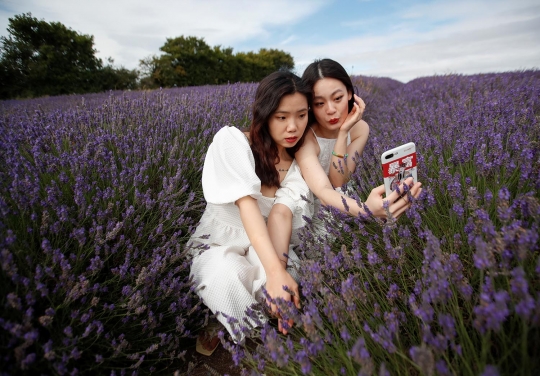 Menikmati Keindahan Hamparan Bunga Lavender di Inggris