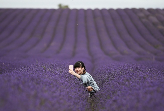 Menikmati Keindahan Hamparan Bunga Lavender di Inggris