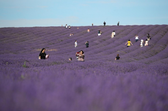 Menikmati Keindahan Hamparan Bunga Lavender di Inggris