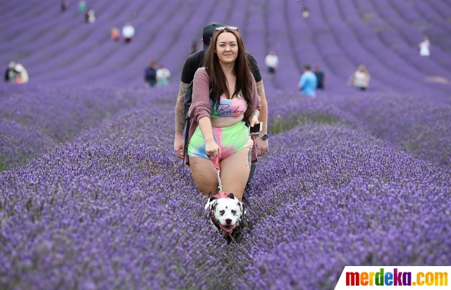 Foto Menikmati Keindahan Hamparan Bunga  Lavender  di 