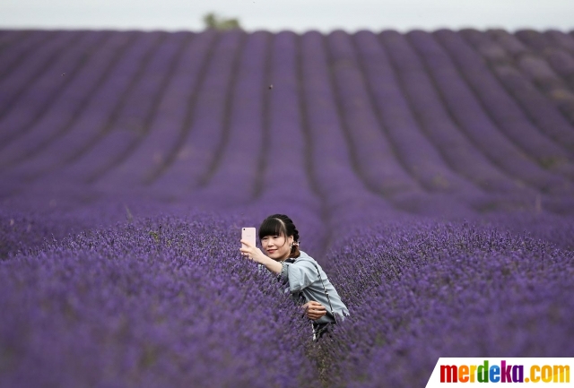 Foto Menikmati Keindahan Hamparan Bunga  Lavender  di 