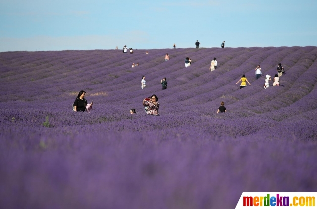 Foto Menikmati Keindahan Hamparan Bunga  Lavender  di 