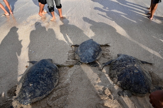 Puluhan Penyu Hijau Sitaan Dilepasliarkan di Pantai Kuta