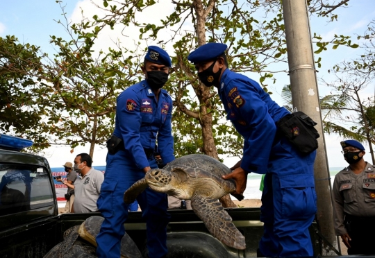 Puluhan Penyu Hijau Sitaan Dilepasliarkan di Pantai Kuta