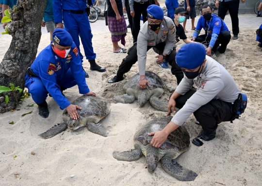 Puluhan Penyu Hijau Sitaan Dilepasliarkan di Pantai Kuta