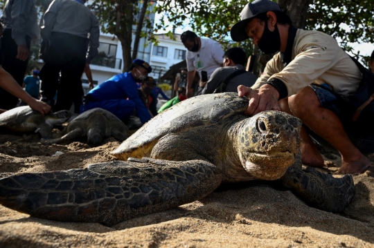 Puluhan Penyu Hijau Sitaan Dilepasliarkan di Pantai Kuta