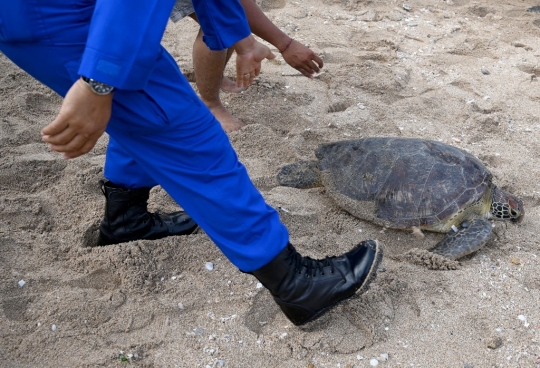 Puluhan Penyu Hijau Sitaan Dilepasliarkan di Pantai Kuta