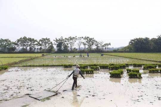 Sektor Pertanian Tumbuh Melesat Disaat Pandemi Corona