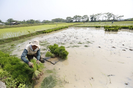 Sektor Pertanian Tumbuh Melesat Disaat Pandemi Corona