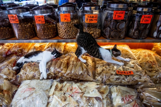 Tingkah Lucu Kucing di Perayaan Hari Kucing Sedunia