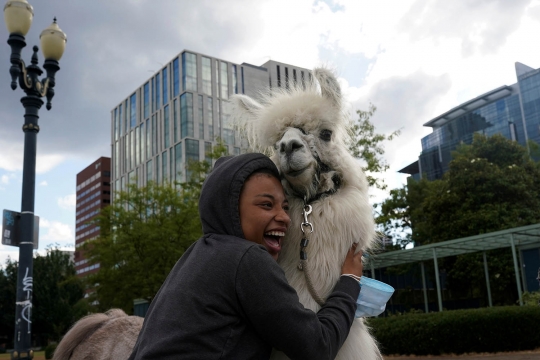 Unik, Llama Ini Tawarkan Ketenangan untuk Pengunjuk Rasa BLM di Portland