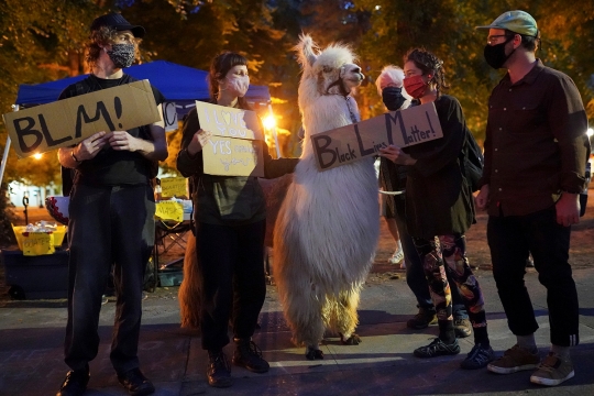 Unik, Llama Ini Tawarkan Ketenangan untuk Pengunjuk Rasa BLM di Portland