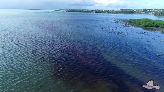 Tumpahan Ribuan Ton Minyak Cemari Laut Mauritus