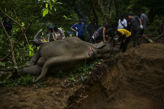 Melihat Otopsi Gajah Jinak yang Mati Misterius di Aceh