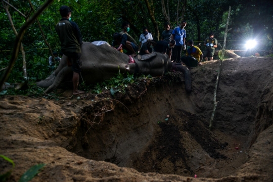 Melihat Otopsi Gajah Jinak yang Mati Misterius di Aceh