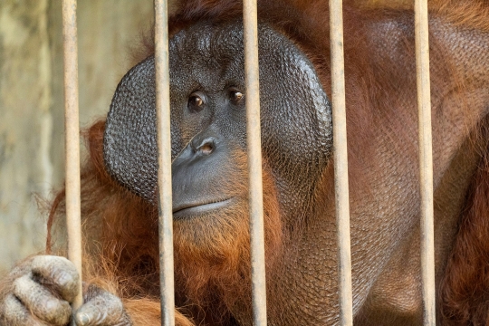 Penyelamatan Dua Orang Utan di Jawa Tengah