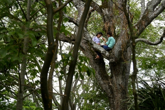 Susah Sinyal, Mahasiswa El Salvador Belajar Online di Atas Pohon