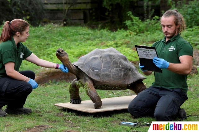 Foto : Reaksi Lucu Penghuni Kebun Binatang London Saat ...