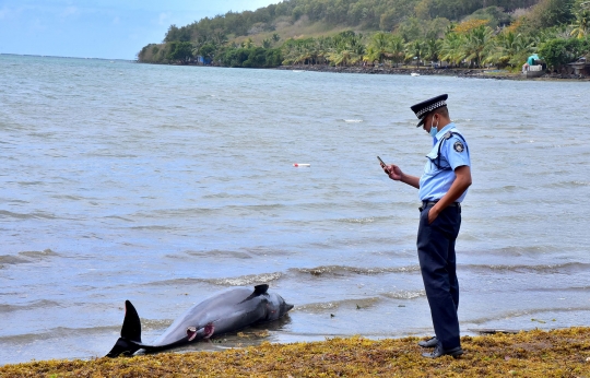 Belasan Lumba-Lumba Mati Terdampar di Pantai Mauritius