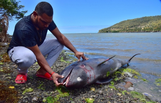 Belasan Lumba-Lumba Mati Terdampar di Pantai Mauritius