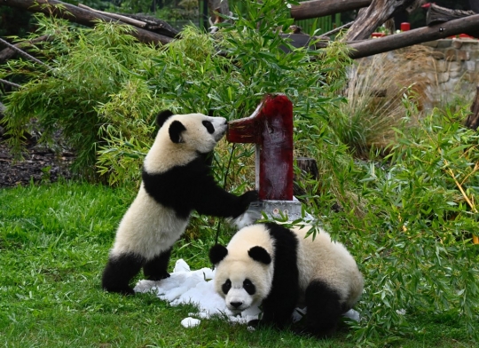 Perayaan Ulang Tahun Dua Panda Muda di Jerman