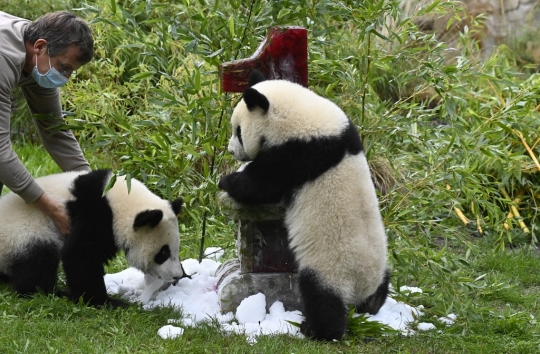 Perayaan Ulang Tahun Dua Panda Muda di Jerman