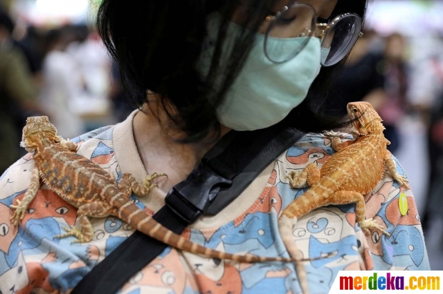 Melihat Hewan  Hewan  Peliharaan  Unik  di Pet Expo Thailand 