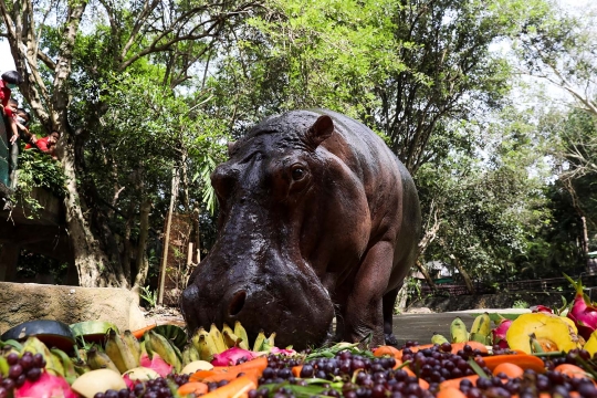 Mae Mali, Kuda Nil Tertua di Dunia Rayakan Ulang Tahun ke-55