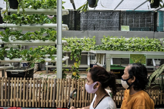Melawan Pandemi dengan Berkebun Sayur Hidroponik