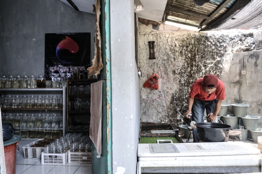 Bisnis Ikan Cupang Hias di Kala Pandemi