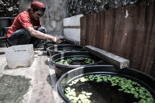 Bisnis Ikan Cupang Hias di Kala Pandemi