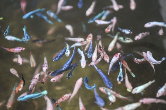 Bisnis Ikan Cupang Hias di Kala Pandemi