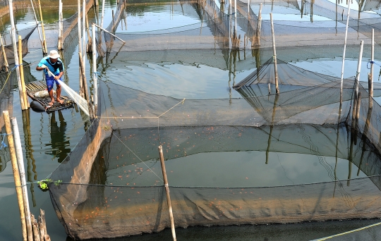 Terdampak Covid-19, Petani Ikan Hias Hanya bisa Pasrah