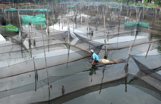 Terdampak Covid-19, Petani Ikan Hias Hanya bisa Pasrah