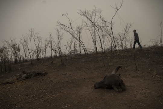 Potret Mengerikan Lahan Basah di Brasil Kering Dilalap Api