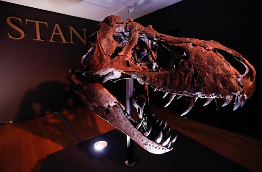 Wujud Kerangka T-Rex Berusia 67 Juta Tahun yang Dilelang di New York